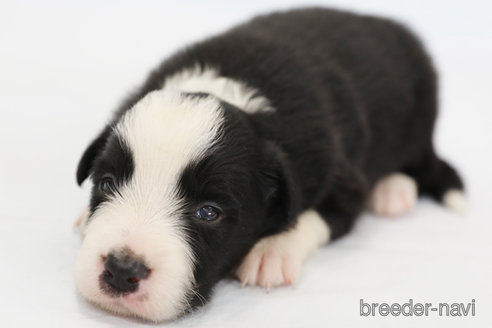 成約済の神奈川県のボーダーコリー-327517の9枚目